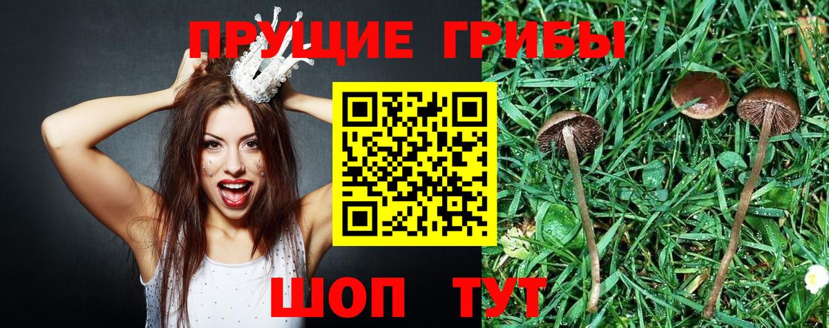 Боровичи  Галлюциногенные грибы MAGIC MUSHROOMS  Вход с VPN 